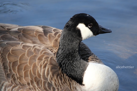 Kanadagans (Branta canadensis)